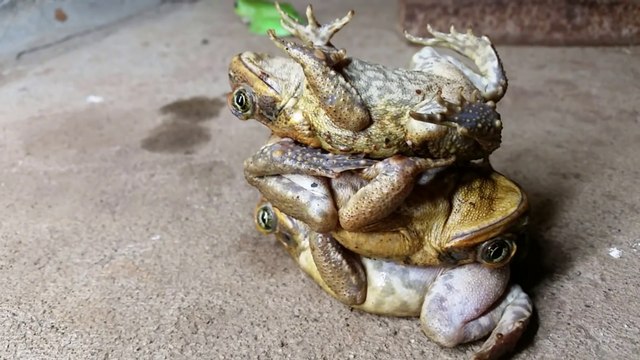 Empiler 3 crapauds vivants sur le dos ? Possible !