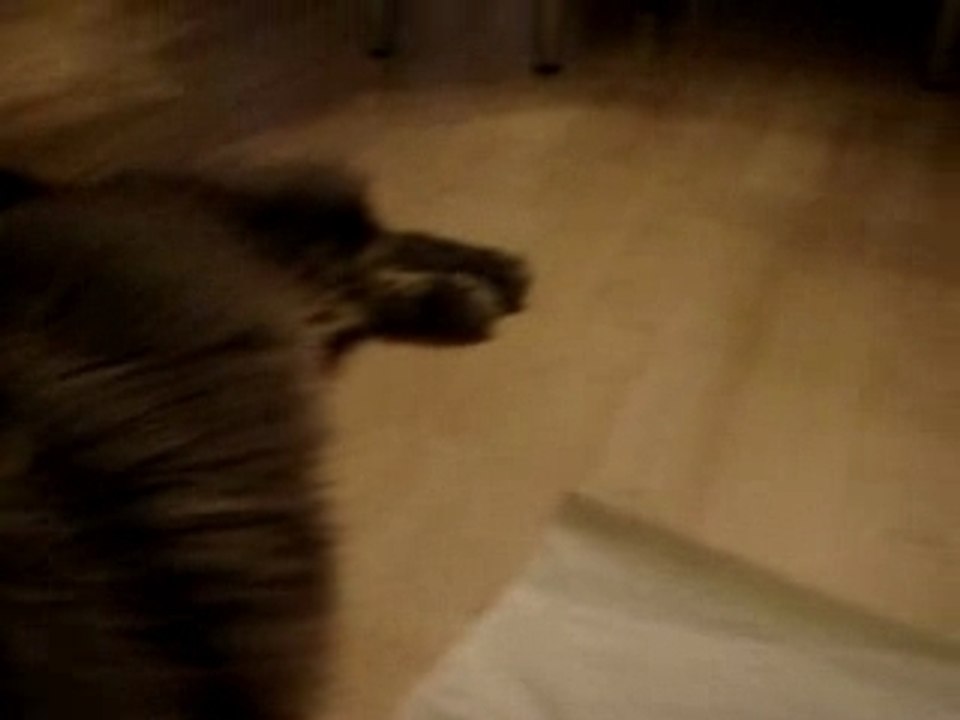 Fufus1_0001