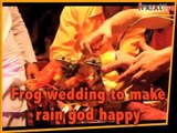 Funny Video: Frog wedding to make rain god happy