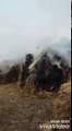 Indian Army burning crops and firing teargas shells at villagers in Kashmir