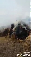 Video herunterladen: Indian Army burning crops and firing teargas shells at villagers in Kashmir