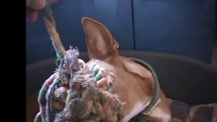 canelo-podenco-dun-jour-podenco-toujours