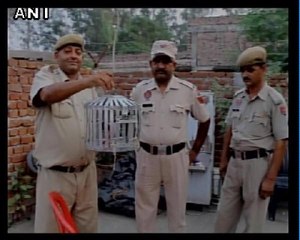 Hindistan Başbakanına Tehdit Mektubu Taşıyan Güvercin, Tutuklandı