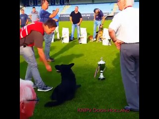 Enzo van Wiersdijk  winner  KNPV PH-1   2016