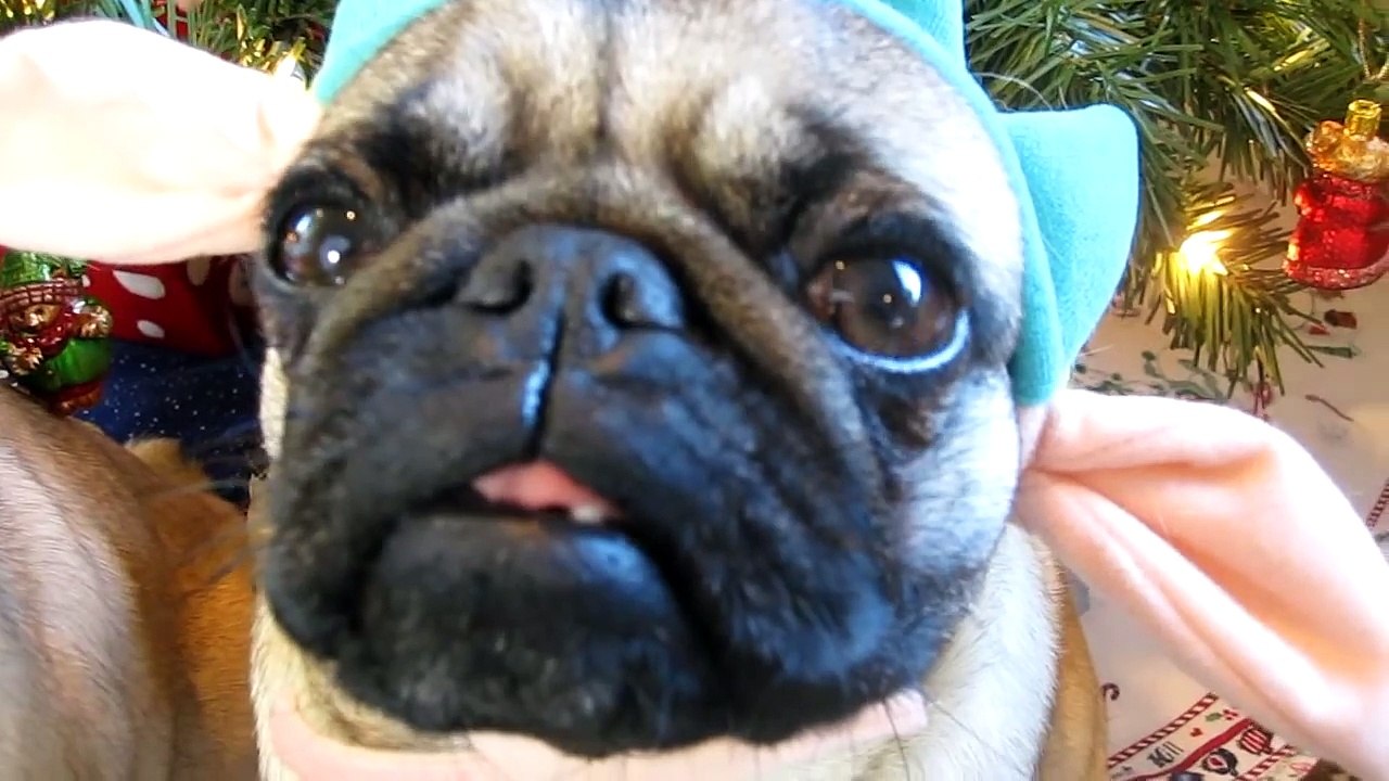 Santa Pug