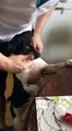 Un chien très coopératif pour se faire brosser les dents