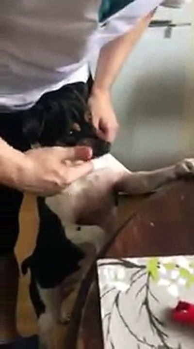 Un chien très coopératif pour se faire brosser les dents