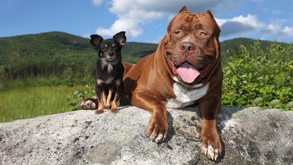 Hulk & The Chihuahua With The Pit Bull Attitude: DOG DYNASTY