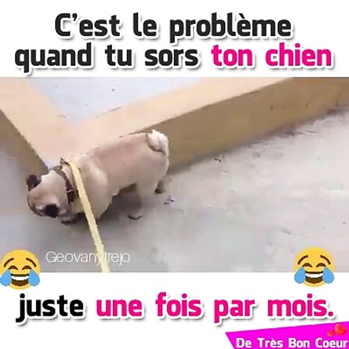 mdr ce petit chien