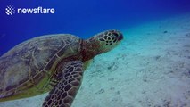 Stunning HD footage of divers swimming with sea turtles