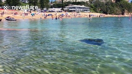 Giant stingray scares children at Australian beach