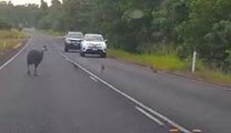 Video Shows Cassowary Chicks Days Before They Were Killed by Car