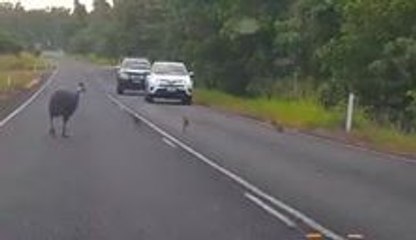Video Shows Cassowary Chicks Days Before They Were Killed by Car