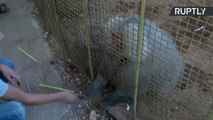 القرد سعيد آخر حيوان متبقي في حديقة حيوانات حلب