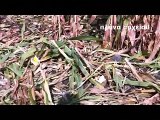 Εκτεταμένες ζημιές από αγριογούρουνα σε αγροτικές καλλιέργειες στη Βοιωτία. Σε απόγνωση οι αγρότες