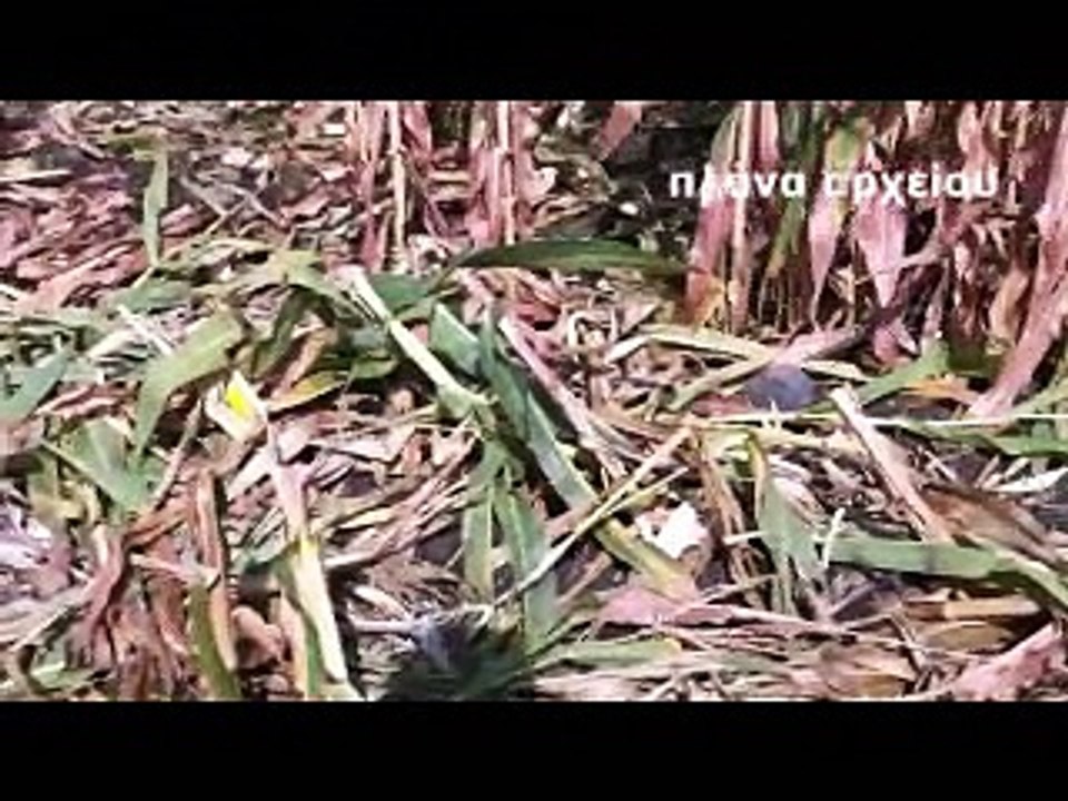 Εκτεταμένες ζημιές από αγριογούρουνα σε αγροτικές καλλιέργειες στη Βοιωτία. Σε απόγνωση οι αγρότες