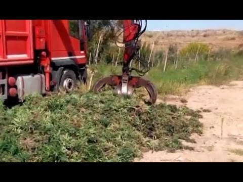 Ordona (FG) - Marijuana, sequestro record: oltre 6 ettari per 180mila piante (27.09.16)