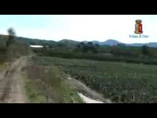 Sessa Aurunca (CE) - Piantagione di droga nascosta in un pescheto (09.09.16)