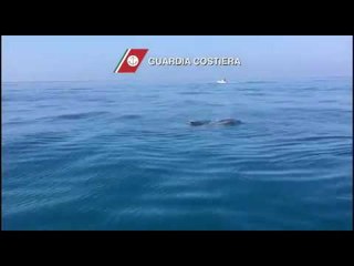 Viareggio - I delfini nuotano al largo (06.09.16)