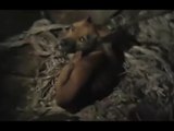 Ragusa - L'allevamento degli orrori, salvate decine di cani malnutriti (04.09.16)