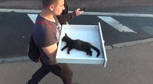 Emouvant sauvetage d'un chaton dans un parc en Russie.