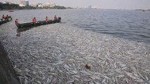 Investigan la muerte masiva de peces en un lago en Vietnam