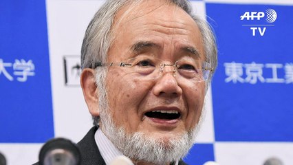 Nobel de Medicina para japonés especializado en autofagia