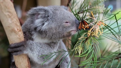 Un papillon se pose sur le nez d'un Koala et s'installe :)