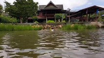 Nager avec 16 chiens Golden Retrievers !