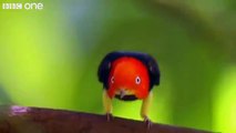 Funny Dancing Bird Video / Funny Bird Videos / Funny Dancing Bird
