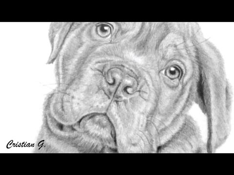 Time-lapse Drawing - Dogue de Bourdeaux / Dogo de Burdeos
