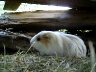 cochons d'inde dans l'enclos