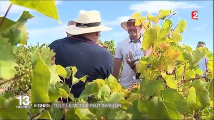 Vignoble : tout le monde peut investir