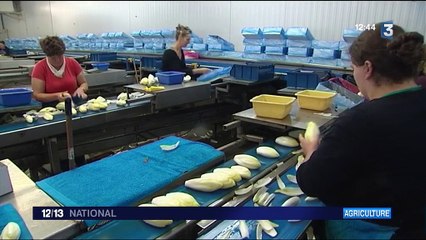 Alimentation : les bienfaits de l'endive