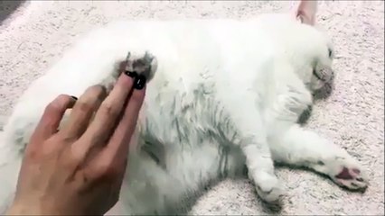 Pas toucher la patte du chat sinon il s'énerve HAHAHA
