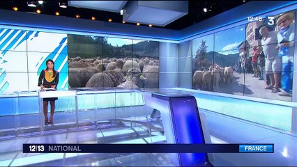 Alpes-Maritimes : c'est l'heure de la transhumance à Roubion