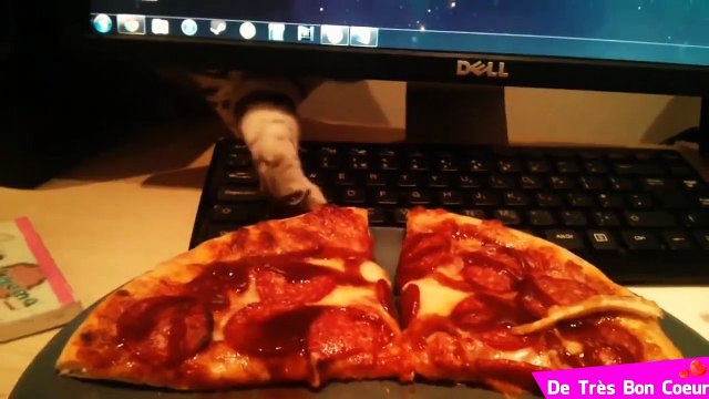 Chats voleurs de pizza trop droles!