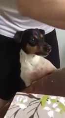 Un chien se fait brosser les dents