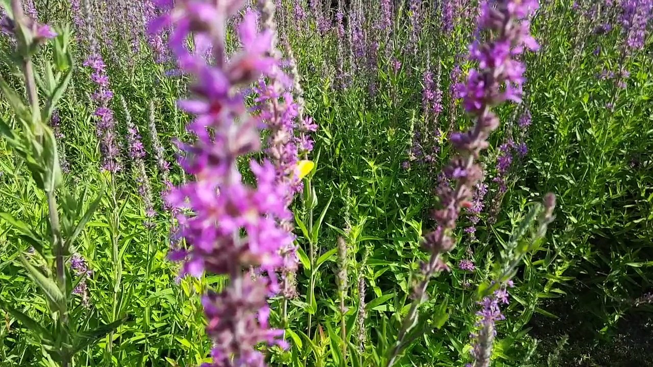 Il nostro Cammino di Santiago 2 (Sandro Dieli actor director italiano, Italian actor director)