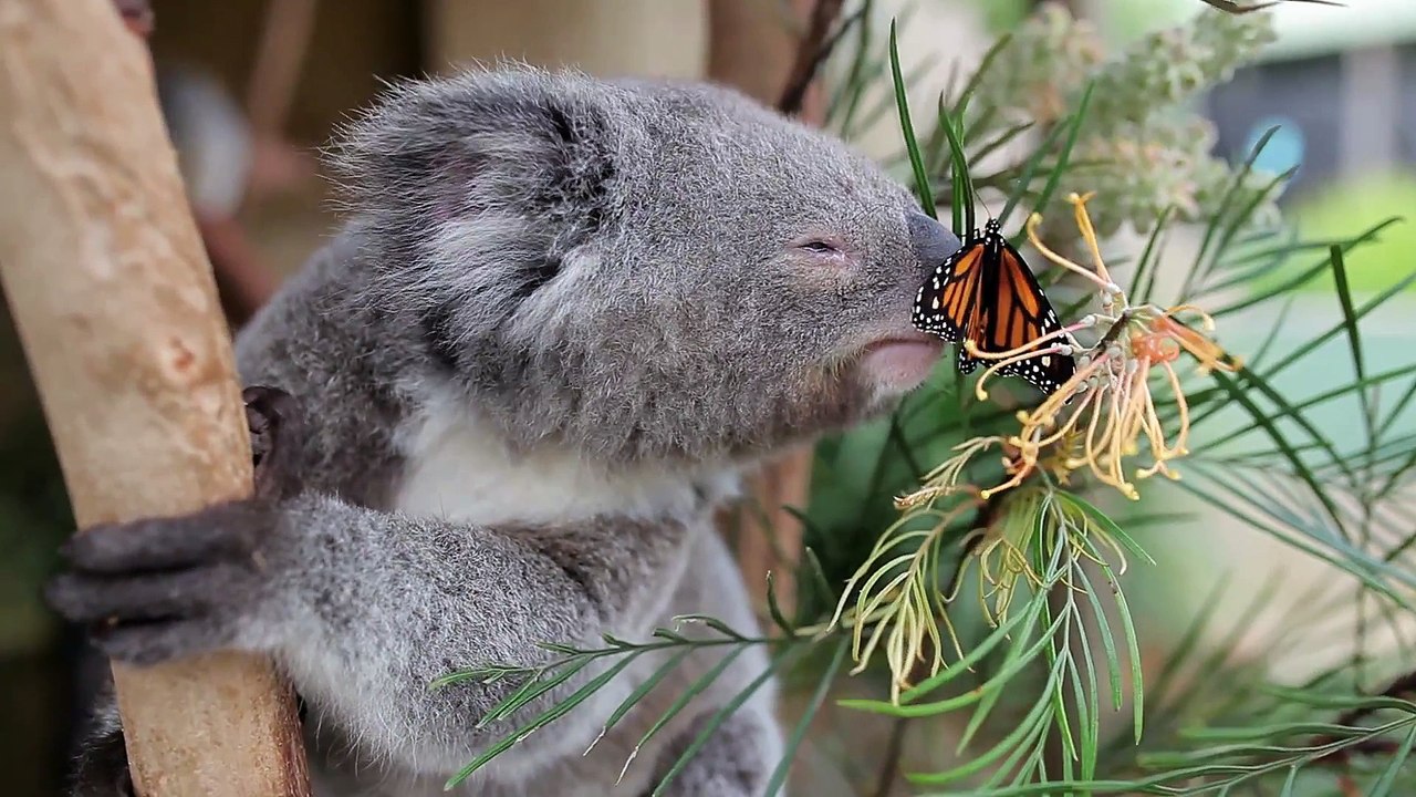 Un papillon se pose sur le nez d'un Koala et s'installe )