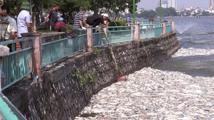 العثور على مجموعة كبيرة من الأسماك الميتة بسبب المياه الملوثة