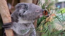 Un papillon photobombe un bébé koala