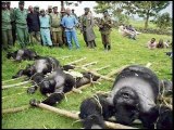 Gorillas Executed in Congo Park