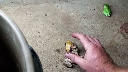 Empilage de crapauds