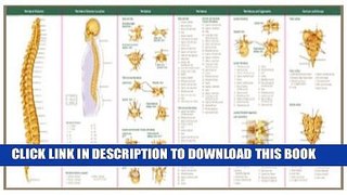 New Book Anatomical Chart Company s Illustrated Pocket Anatomy: The Vertebral Column   Spine
