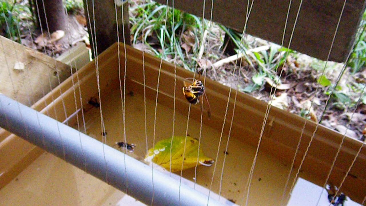 frelon asiatique secoué par 2500 volts