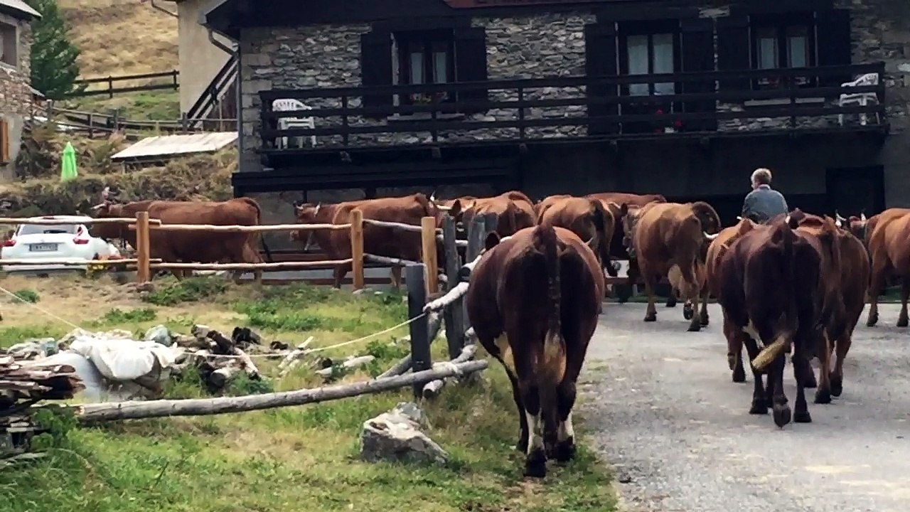 Les vaches de Fifi rentrent le soir en automne !