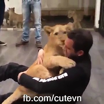 Questo Leone vede il suo padrone la sua reazione è commovente