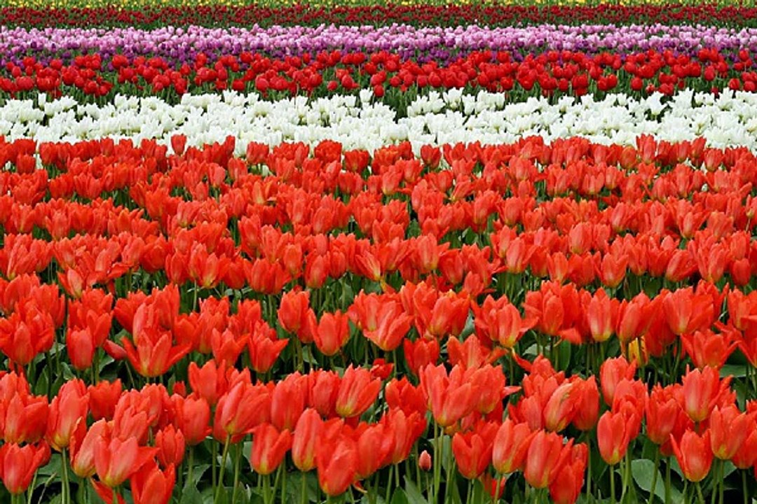 밤전 - 분당키스방 - bamwar10.net