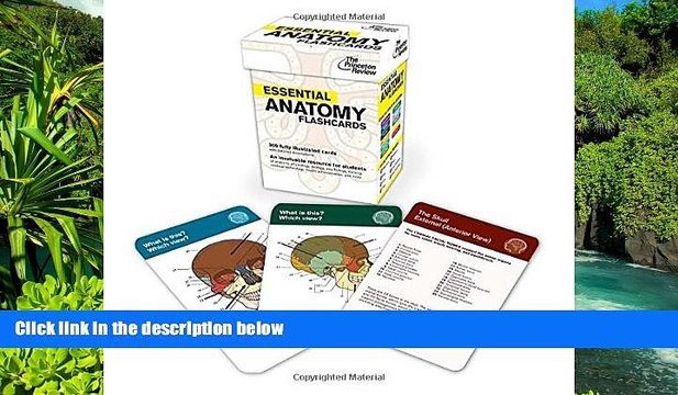 Big Deals Essential Anatomy Flashcards (Graduate School Test Preparation) Best Seller Books Best